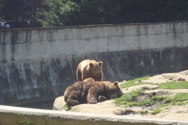 Zoo Brasov-1
